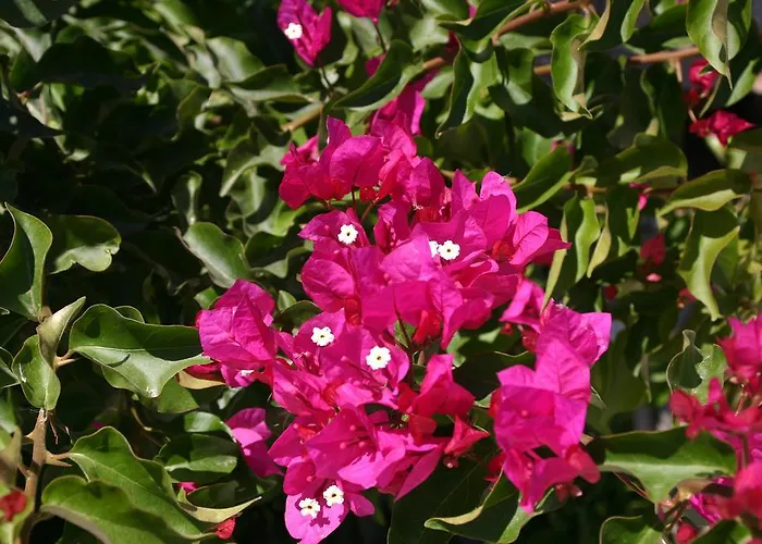 Appartamento Mirsini *