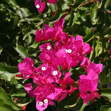 Апартаменты Mirsini *